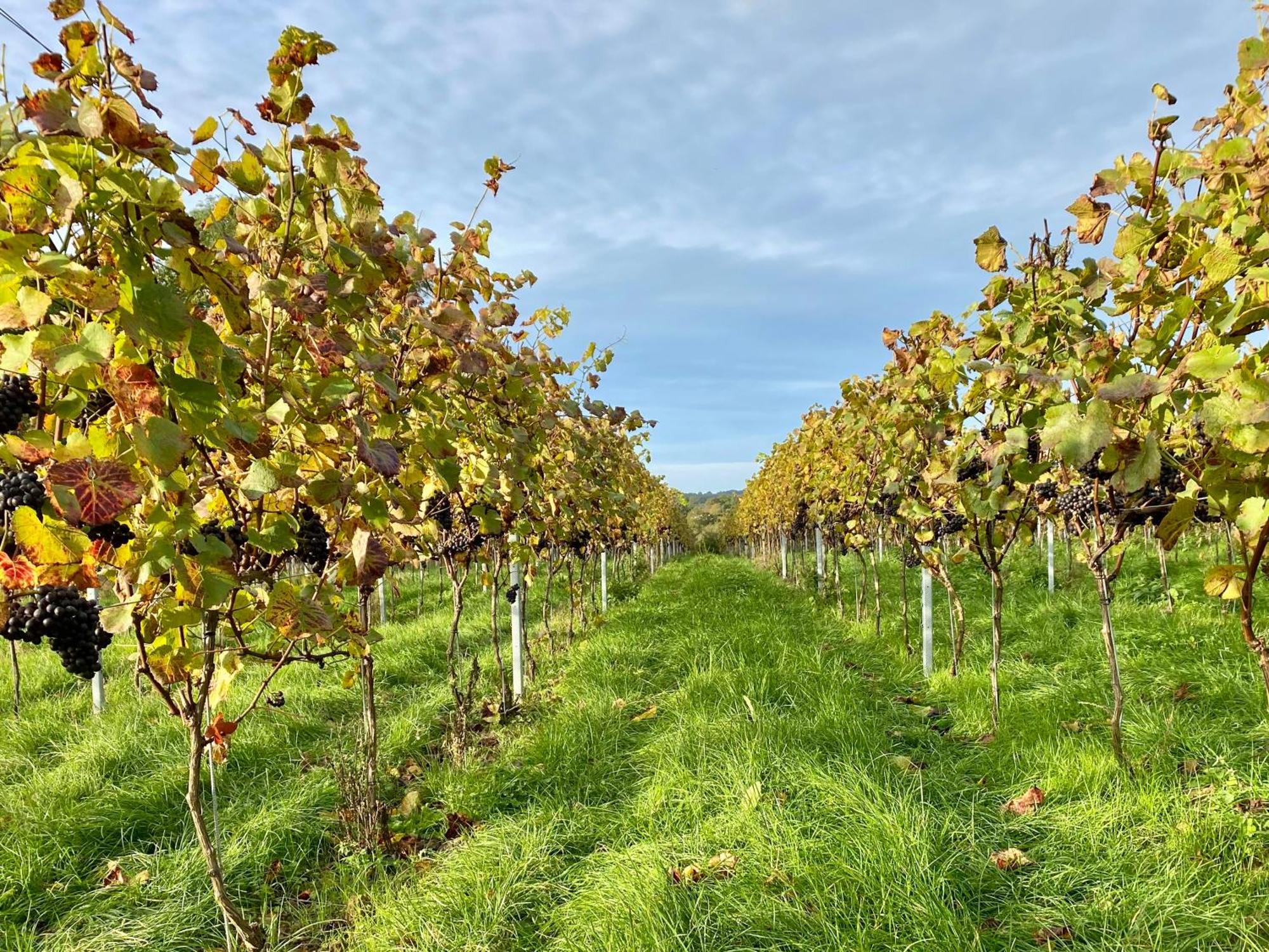 Potts Farm Villa Tenterden Dış mekan fotoğraf